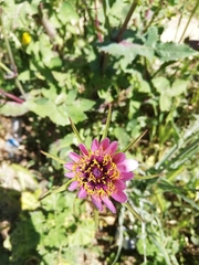 Tragopogon porrifolius