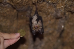 Rhinolophus euryale