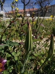 Tragopogon porrifolius