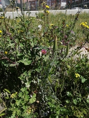 Tragopogon porrifolius