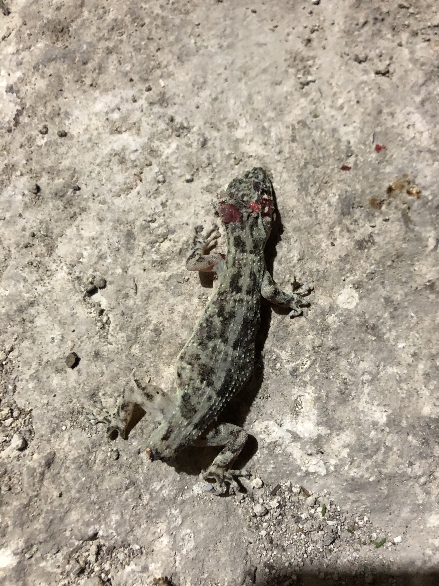 Phyllodactylus image