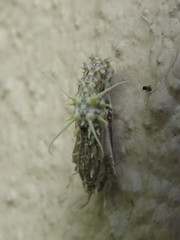 Eueides isabella eva