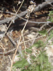 Brickellia floribunda