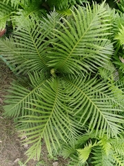 Blechnum brasiliense