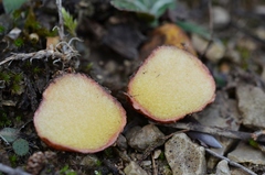 Rhizopogon roseolus