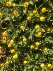 Acmella oppositifolia