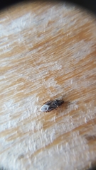 Chilacis typhae