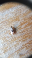 Chilacis typhae