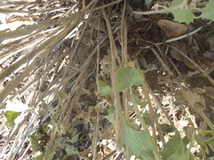 Brickellia floribunda