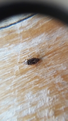 Chilacis typhae