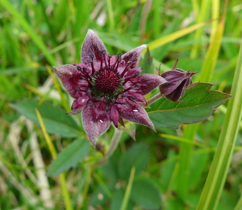 nátržnica močiarna (Comarum palustre)
