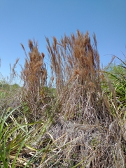 Schizachyrium