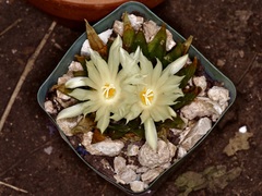 Ariocarpus trigonus