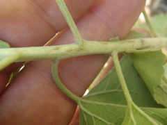 Brickellia floribunda