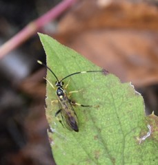 Cratichneumon paratus
