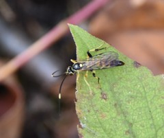 Cratichneumon paratus