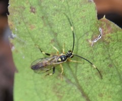 Cratichneumon paratus