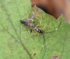 Cratichneumon paratus