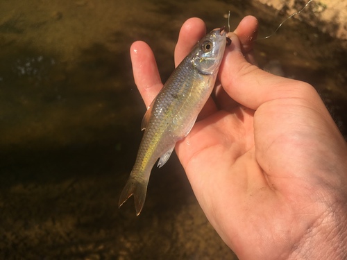 Luxilus albeolus