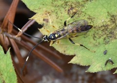 Cratichneumon paratus