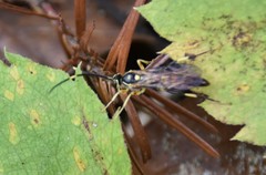 Cratichneumon paratus