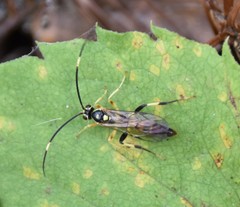 Cratichneumon paratus