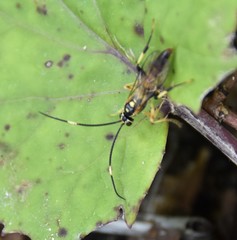 Cratichneumon paratus