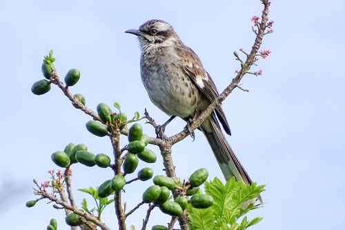 Mimus longicaudatus image