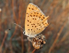 Lycaena bleusei