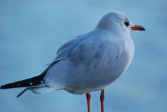 Chroicocephalus ridibundus