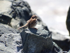 Melospiza melodia image
