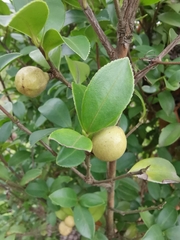 Camellia oleifera