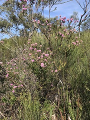 Kunzea parvifolia