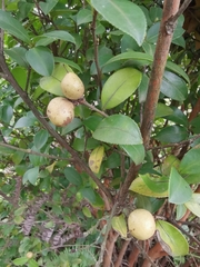 Camellia oleifera