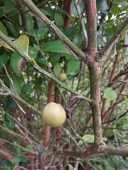 Camellia oleifera