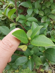 Camellia oleifera