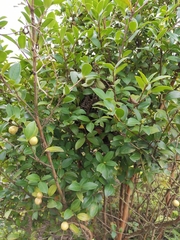 Camellia oleifera