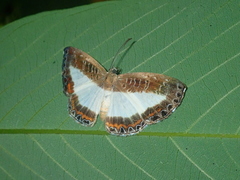 Nymphidium azanoides