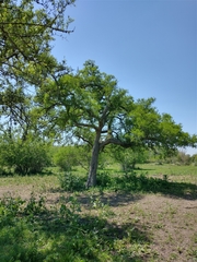 Celtis tala