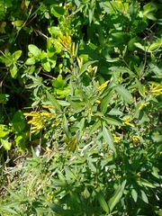 Cestrum parqui