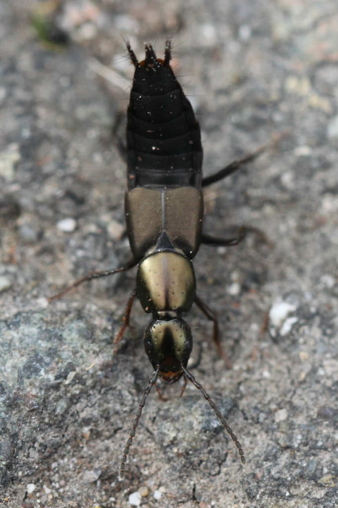 Philonthus decorus
