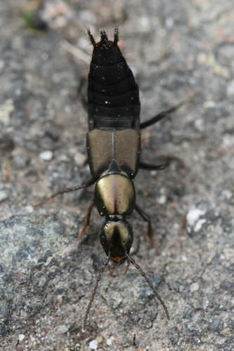 Philonthus decorus