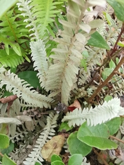 Monochasma savatieri