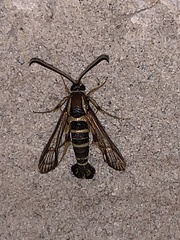 Synanthedon arkansasensis