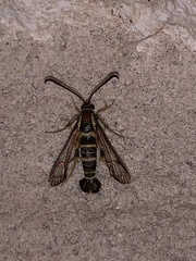 Synanthedon arkansasensis