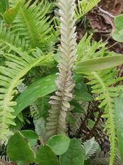 Monochasma savatieri