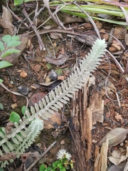 Monochasma savatieri