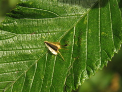 Verbesina crassiramea