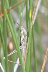 Mermiria intertexta