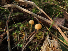 Galerina graminea